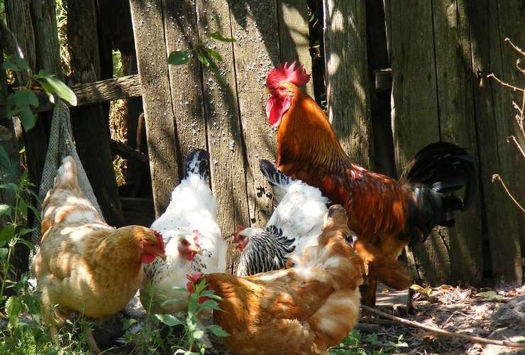 Gospodăriile românilor, mai sănătoase decât „Gospodăria România”!