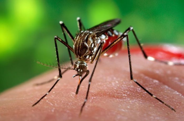 INS a anunțat 19 cazuri de infecție cu virusul West Nile