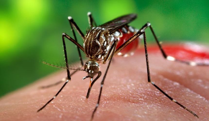 INS a anunțat 19 cazuri de infecție cu virusul West Nile