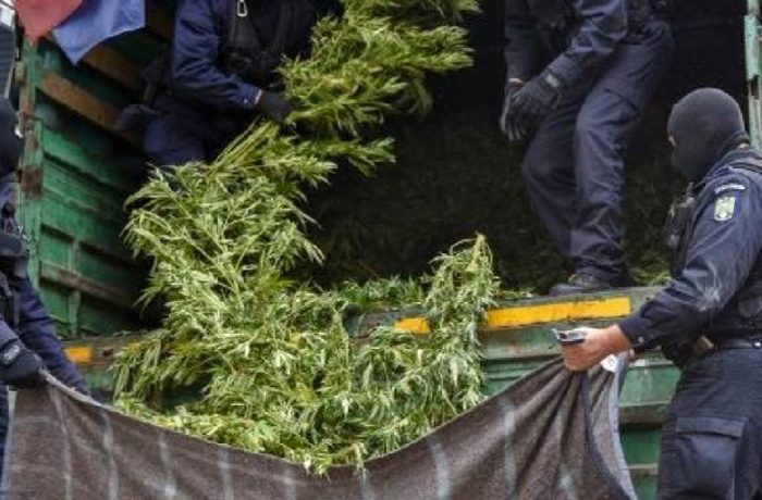 Culturi de cannabis descoperite de polițiști