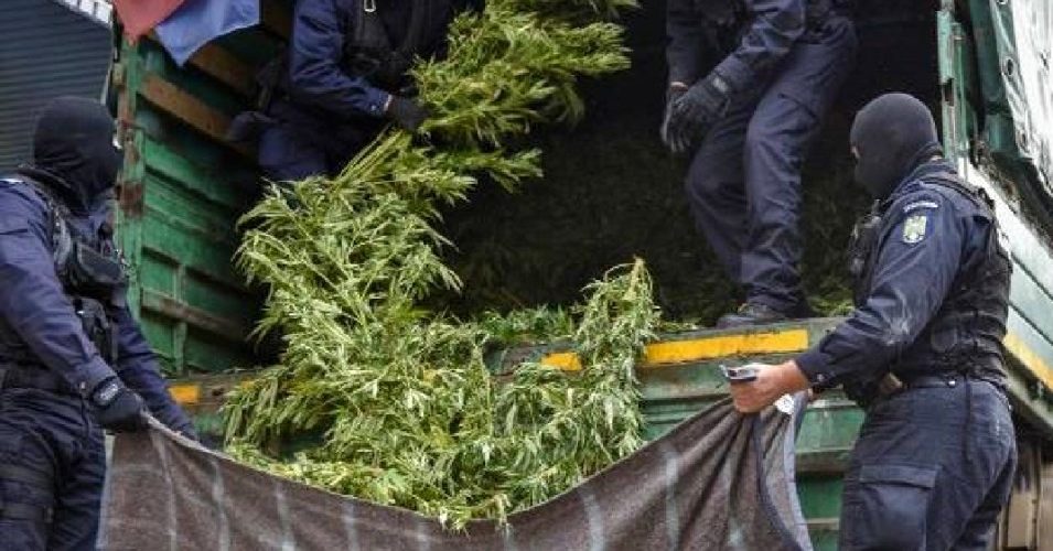 Culturi de cannabis descoperite de polițiști