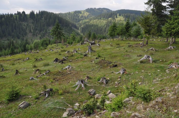 ONG-urile de mediu, plângere la CE împotriva României pentru distrugerea pădurilor seculare