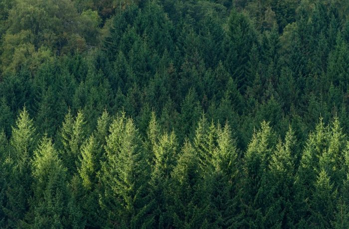 După Marea Defrișare, „Românii plantează: o pădure cât o țară”!