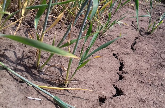 Sunt înregistrate 1,4 milioane de hectare de culturi afectate de secetă