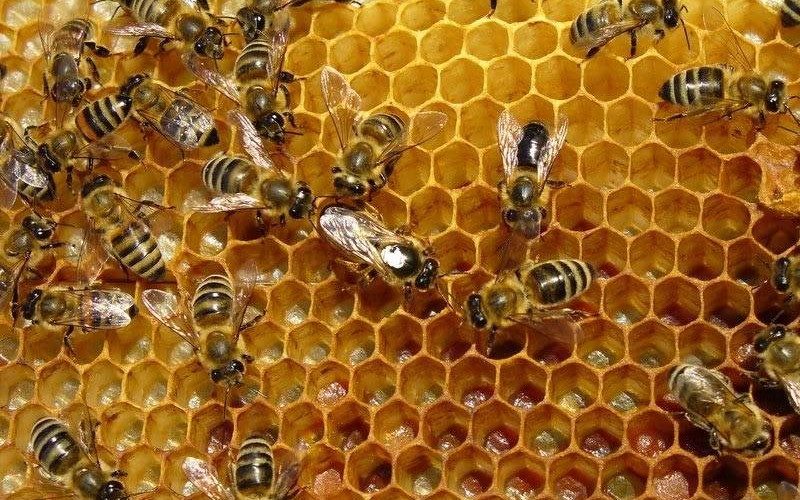 Veşti bune pentru apicultori!