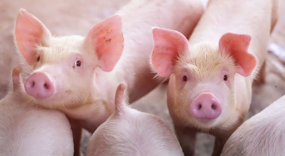 Maxim 5 porci pot fi crescuți în gospodăriile țărănești